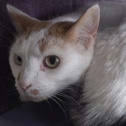 Available Pets At Community Humane Shelter Of Steuben County In Angola In Adoptapet Com