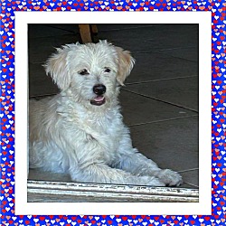 Photo of Adopted!! Ollie - AZ