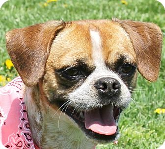 Lexington Mo Pug Meet Jewels A Dog For Adoption Adopted