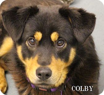 Chester, MD - Rottweiler. Meet Colby a Dog for Adoption.