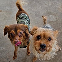 adopt a pet