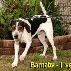 Photo of Barnaby