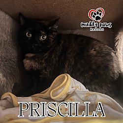 Thumbnail photo of Priscilla #2