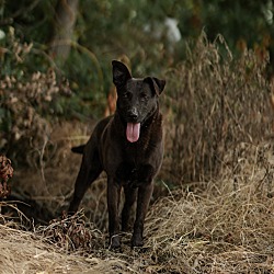 bonded pet photo