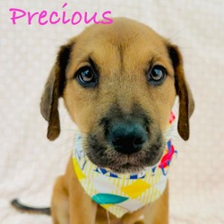 Thumbnail photo of Precious AM #4