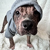 adopt a pet