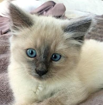 ragdoll cat adoption near me