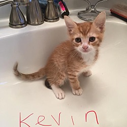 Thumbnail photo of Kevin (This is Us Kittens) #1