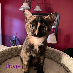 Photo of Jovie