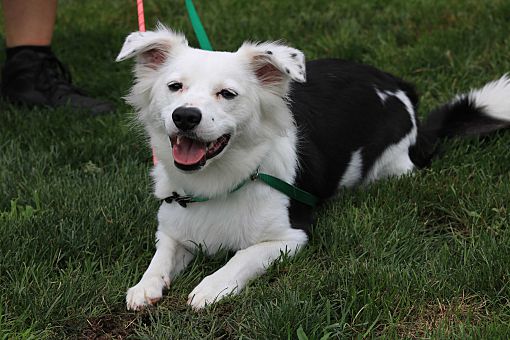 Middlebury, CT Border Collie. Meet Lucifer a Pet for