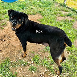 Thumbnail photo of Rox #4