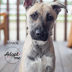 Photo of Miracle