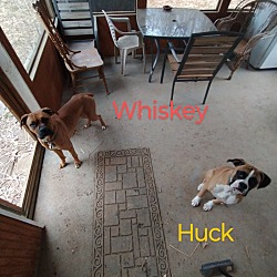 Photo of Whiskey and Huck