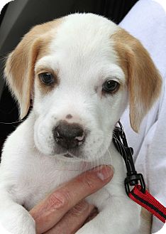 foxhound mix puppies