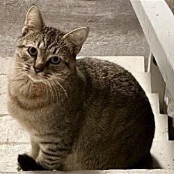 Photo of Bo (cat)