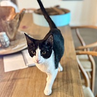 adopt-pet