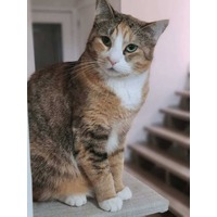 adopt-pet