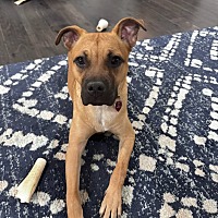 adopt a pet