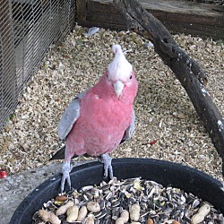 Thumbnail photo of Rose Breasted Cockatoo #1