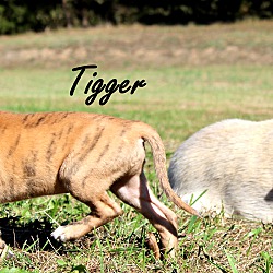 Thumbnail photo of Tigger~adopted! #3