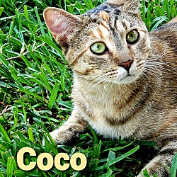 Thumbnail photo of Coco (ADOPTED!) #1