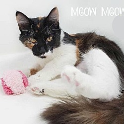 Photo of Meow Meow