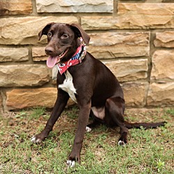 Photo of Sweet Pea
