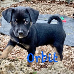 Thumbnail photo of Orbit #1