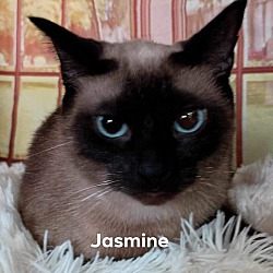 Thumbnail photo of Jasmine #1