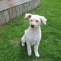 adopt-pet