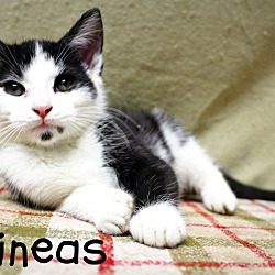 Thumbnail photo of Phineas-Kitten born Sept! #1