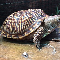 Thumbnail photo of Ornate Box Turtles #3