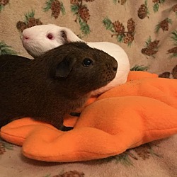 Thumbnail photo of Acorn & Pumpkin #1