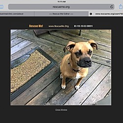 Thumbnail photo of Pup #1