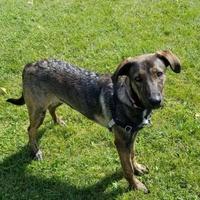 Mountain Cur Puppies For Sale In Wisconsin Adoptapetcom - 