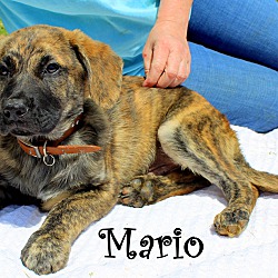 Thumbnail photo of Mario~adopted! #3