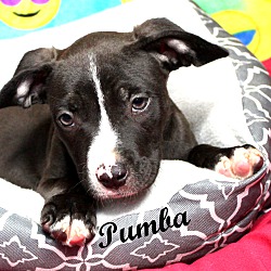 Thumbnail photo of Pumba~adopted! #1
