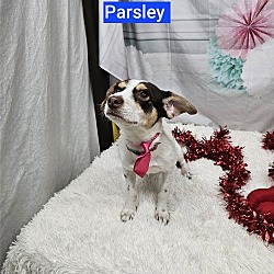 Thumbnail photo of Parsley #2