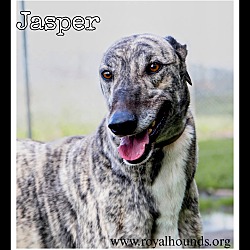 Thumbnail photo of Jasper #1