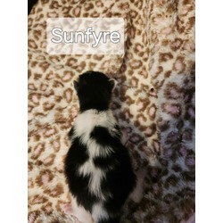 Thumbnail photo of Sunfyre #2