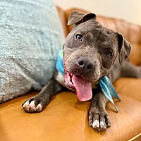 adopt a pet
