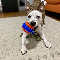 adopt a pet