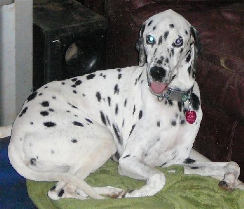 hairless dalmatian