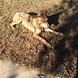 Thumbnail photo of Coyote #2