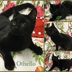 Photo of Othello