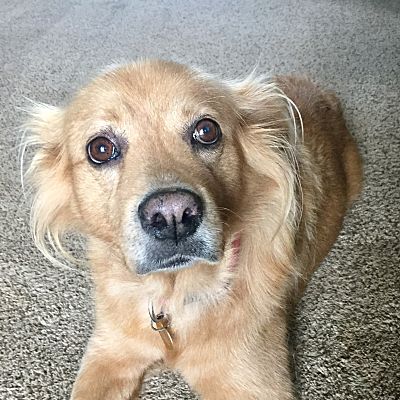 Oklahoma City Ok Golden Retriever Meet Casi A Pet For Adoption