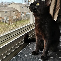 Photo of Bagheera