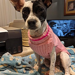 Thumbnail photo of LuLu~adopted! #3