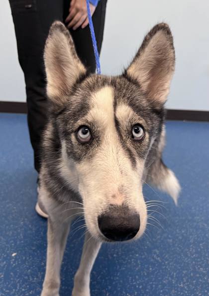 Baton Rouge, LA - Husky. Meet CANELA (*Daisy) a Pet for Adoption ...