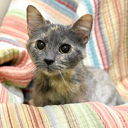 Photo of Biscoff